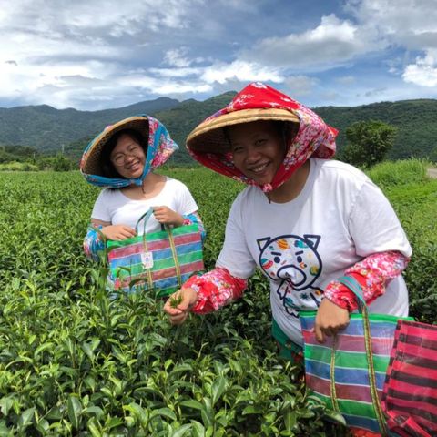 台東-饗嚮台東-採茶體驗|  茶鄉採茶趣(2人成行)(3歲(含)以下)活動場域保險費