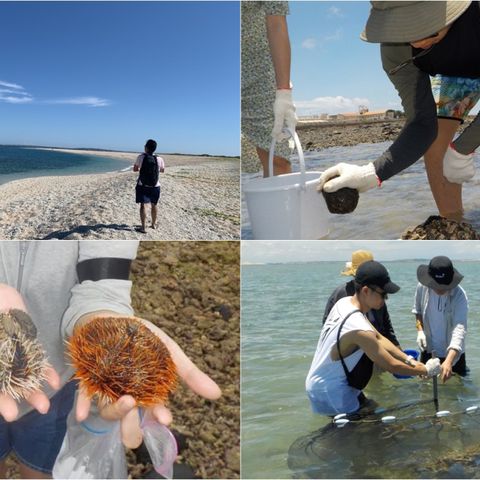 澎湖-北海金八達| 吉貝輕旅行-船票&潮間帶,抱礅抓魚&貝殼紀念品DIY&環島機車