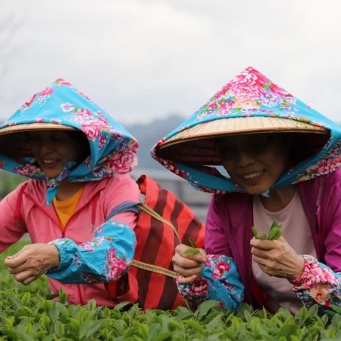 台東-饗嚮台東-採茶體驗|  玩食茶 感受一趟取一心二葉用心製茶的旅程(6人成行)(滿7歲以上)