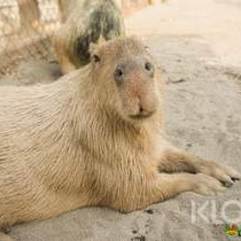 台南｜頑皮世界野生動物園｜門票｜指定方案贈30元消費抵用券