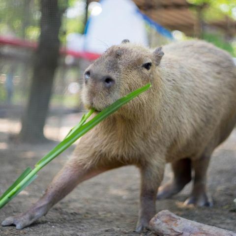 台南-頑皮世界野生動物園全票