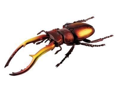 4D MASTER》 昆蟲系列-印度鍬形蟲INDONESIA STAG BEETLE - PChome 24h購物