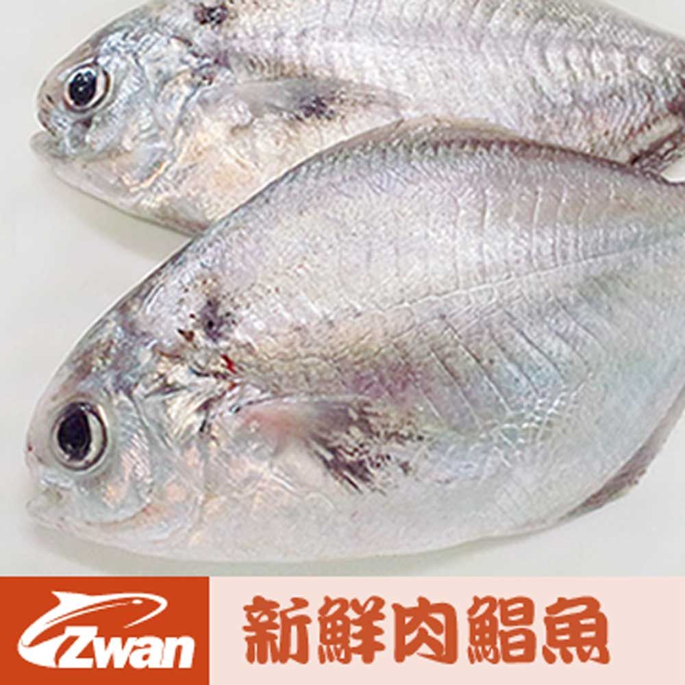 日丸水產 特選新鮮肉鯧魚12尾(100g10%/尾)