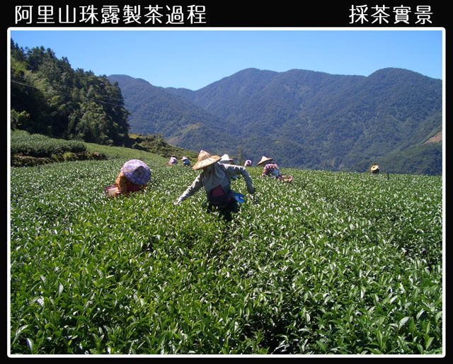 阿里山珠露製茶過程採茶實景