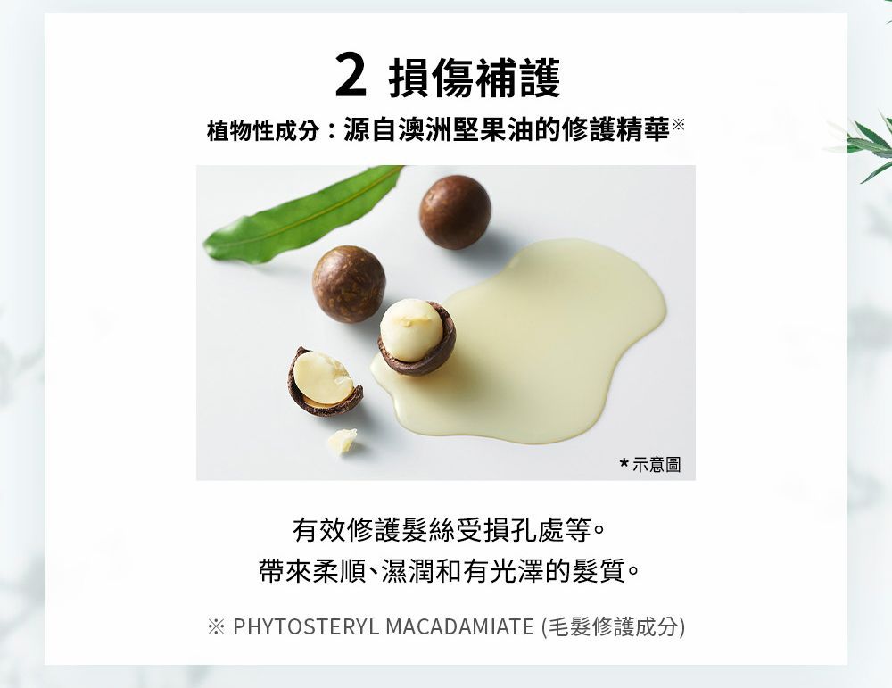 2 損傷補護植物性成分:源自澳洲堅果油的修護精華※有效修護髮絲受損孔處等。*示意圖帶來柔順、濕潤和有光澤的髮質。※ PHYTOSTERYL MACADAMIATE (毛髮修護成分)