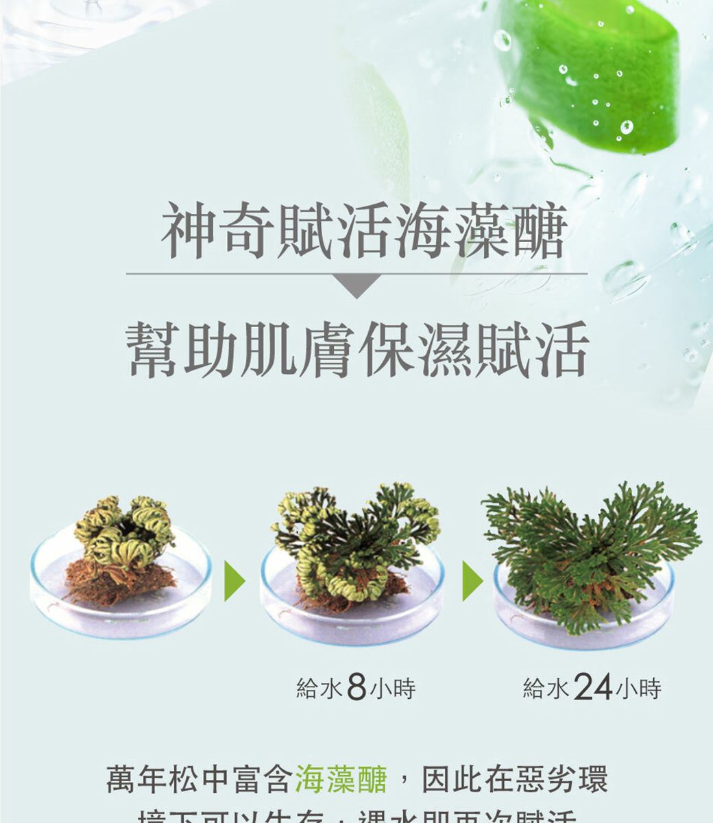 神奇賦活海藻醣幫助肌膚保濕賦活給水8小時給水24小時萬年松中富含海藻醣,因此在惡劣環