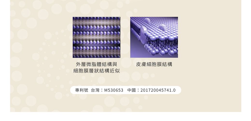 外層微脂體結構與皮膚細胞膜結構細胞膜層狀結構近似專利號 台灣:M530653 中國:201720045741.0