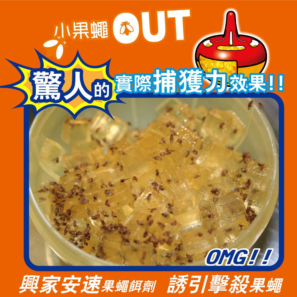 SINJA EARTH 興家安速 日本 果蠅餌劑38g-四件組