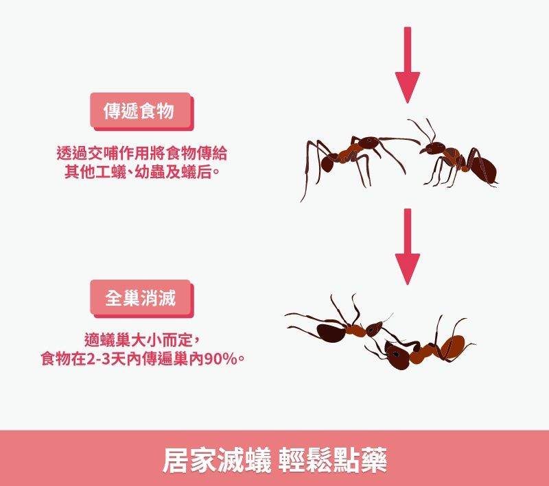 傳遞食物透過交哺作用將食物傳給其他工蟻、幼蟲及蟻后。全消滅適蟻巢大小而定,食物在2-3巢90%。居家滅蟻 輕鬆點藥