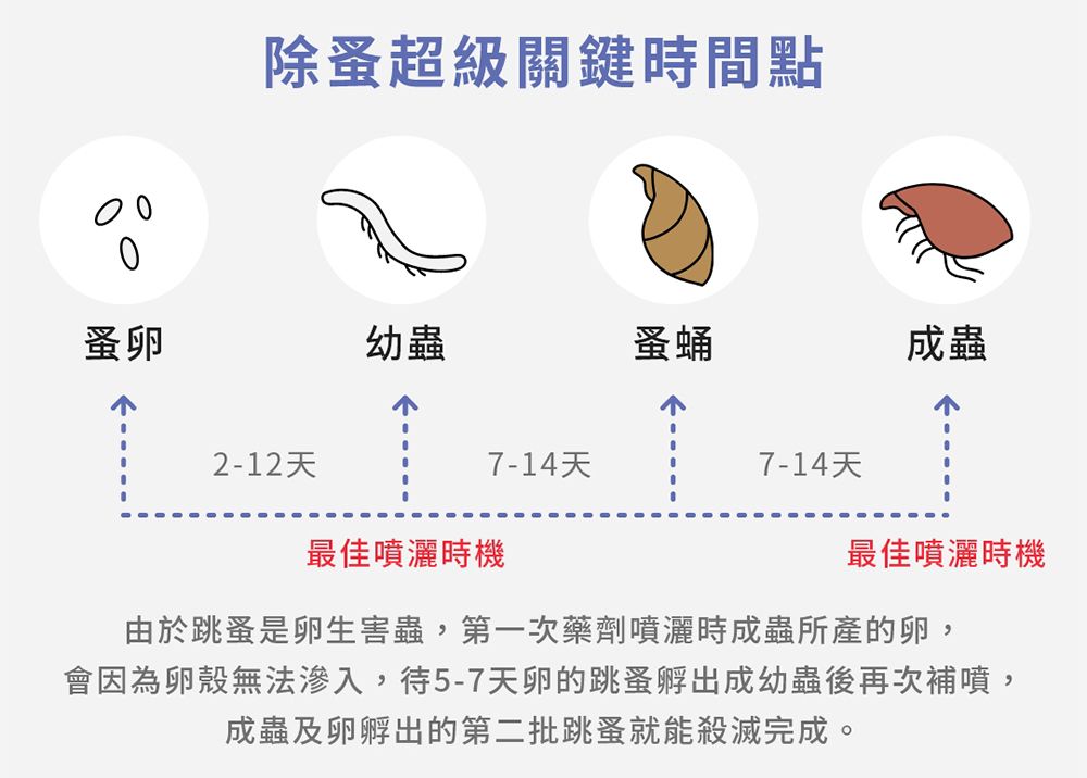 除蚤超級關鍵時間點蚤卵幼蟲蚤蛹成蟲2-12天7-14天7-14天最佳噴灑時機最佳噴灑時機由於跳蚤是卵生害蟲,第一次藥劑噴灑時成蟲所產的卵,會因為卵殼無法滲入,待5-7天卵的跳蚤孵出成幼蟲後再次補噴,成蟲及卵孵出的第二批跳蚤就能殺滅完成。