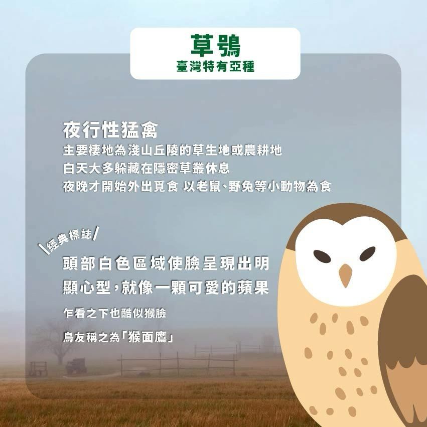 草鴞臺灣特有亞種夜行性猛禽主要棲地為淺山丘陵的草生地或農耕地白天大多躲藏在隱密草叢休息夜晚才開始外出覓食 以老鼠、野兔等小動物為食經典標誌!頭部白色區域使臉呈現出明顯心型,就像一顆可愛的蘋果乍看之下也酷似猴臉鳥友稱之為「猴面鷹」
