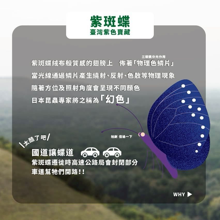 紫斑蝶臺灣紫色寶藏分光作用紫斑蝶絨布般質感的翅膀上佈著物理色鱗片」當光線通過鱗片產生繞射、反射、色散等物理現象隨著方位及照射角度會呈現不同顏色日本昆蟲專家將之稱為色」「太了吧!國道讓蝶道拍謝 借過一下紫斑蝶遷徙時高速公路局會封閉部分車道幫牠們開路!!WHY