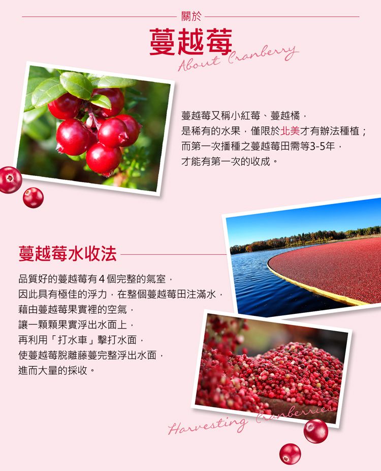 關於蔓越莓 蔓越莓又稱小紅莓、蔓越橘是稀有的水果僅限於北美才有辦法種植;而第一次播種之蔓越莓田需等3-5年才能有第一次的收成。蔓越莓水收法品質好的蔓越莓有4個完整的氣室,因此具有極佳的浮力,在整個蔓越莓田注滿水,藉由蔓越莓果實裡的空氣,讓一顆顆果實浮出水面上,再利用「打水車」擊打水面,使蔓越莓脫離藤蔓完整浮出水面,進而大量的採收。