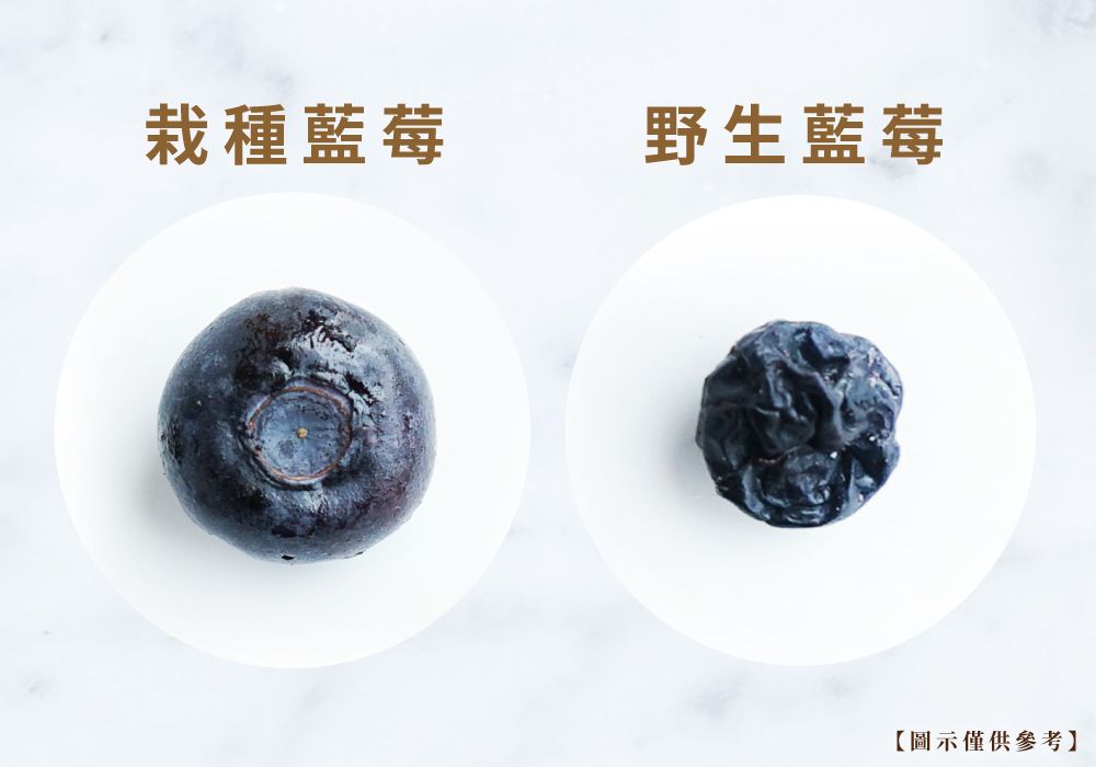 栽種藍莓野生藍莓【圖示僅供參考】