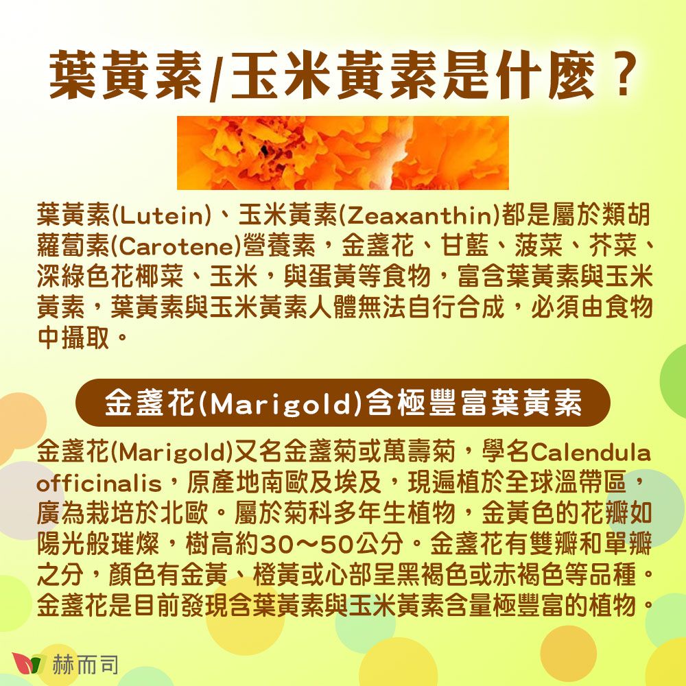 葉黃素/玉米黃素是什麼?葉黃素(Lutein)、玉米黃素(Zeaxanthin)都是屬於類胡蘿蔔素(Carotene)營養素、甘藍、菠菜、芥菜、深綠色花椰菜、玉米,與蛋黃等食物,富含葉黃素與玉米黃素,葉黃素與玉米黃素人體無法自行合成,必須由食物中攝取。金盞花(Marigold)含極豐富葉黃素金盞花(Marigold)又名金盞菊或萬壽菊,學名Calendulaofficinalis,原產地南歐及埃及,現遍植於全球溫帶區,廣為栽培於北歐。屬於菊科多年生植物,金黃色的花瓣如陽光般璀燦,樹高約30~50公分。金盞花有雙瓣和單瓣之分,顏色有金黃、橙黃或心部呈黑褐色或赤褐色等品種。金盞花是目前發現含葉黃素與玉米黃素含量極豐富的植物。赫而司