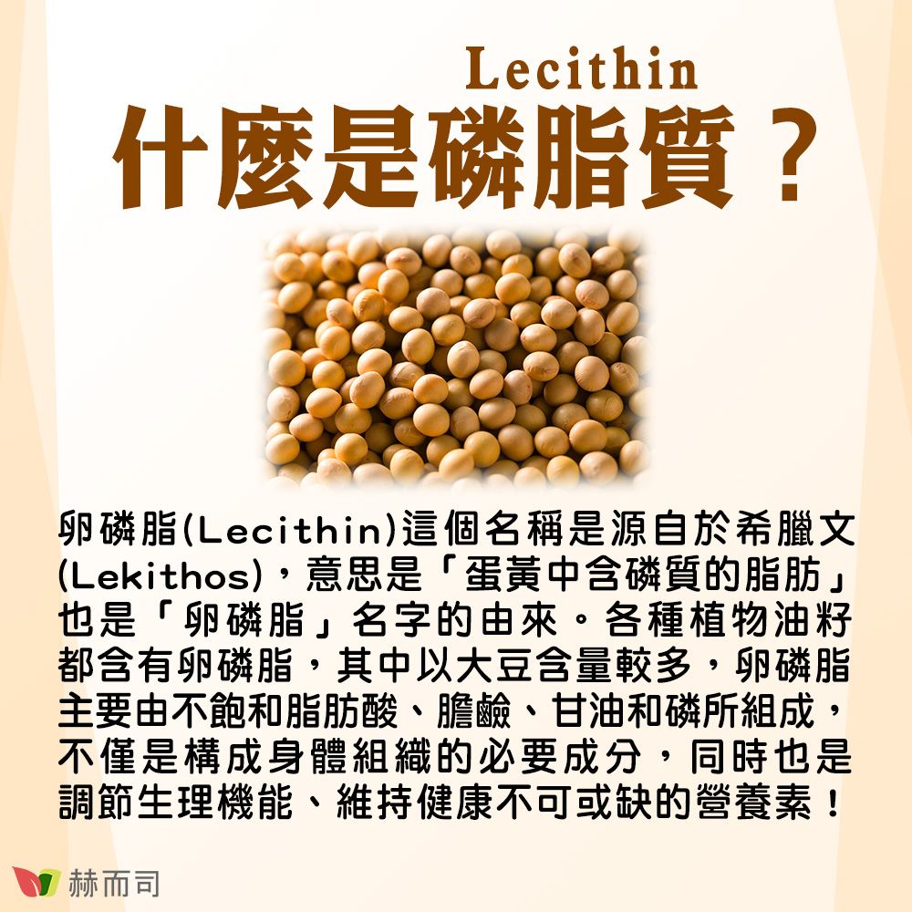 Lecithin什麼是磷脂質?卵磷脂(Lecithin)這個名稱是源自於希臘文(Lekithos),意思是「蛋黃中含磷質的脂肪」也是「卵磷脂」名字的由來。各種植物油籽都含有卵磷脂,其中以大豆含量較多,卵磷脂主要由不飽和脂肪酸、膽鹼、甘油和磷所組成,不僅是構成身體組織的必要成分,同時也是調節生理機能、維持健康不可或缺的營養素!赫而司