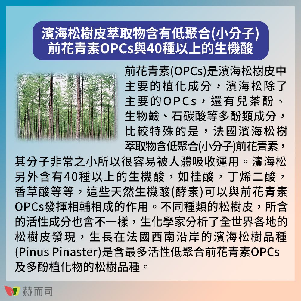 濱海松樹皮萃取物含有低聚合(小分子)前花青素OPC與40種以上的生機酸前花青素(OPCs)是濱海松樹皮中主要的植化成分,濱海松除了主要的OPCS,還有兒茶酚、生物鹼、石碳酸等多酚類成分,比較特殊的是,法國濱海松樹萃取物含低聚合(小分子)前花青素,其分子非常之小所以很容易被人體吸收運用。濱海松另外含有40種以上的生機酸,如桂酸,丁烯二酸,香草酸等等,這些天然生機酸(酵素)可以與前花青素OPCs發揮相輔相成的作用。不同種類的松樹皮,所含的活性成分也會不一樣,生化學家分析了全世界各地的松樹皮發現,生長在法國西南沿岸的濱海松樹品種(Pinus Pinaster)是含最多活性低聚合前花青素OPCS及多酚植化物的松樹品種。赫而司