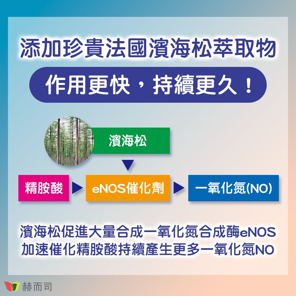 添加珍貴法國濱海松萃取物作用更快,持續更久!濱海松精胺酸 eNOS催化劑 一氧化氮(NO)濱海松促進大量合成一氧化氮合成酶eNOS加速催化精胺酸持續產生更多一氧化氮NO赫而司