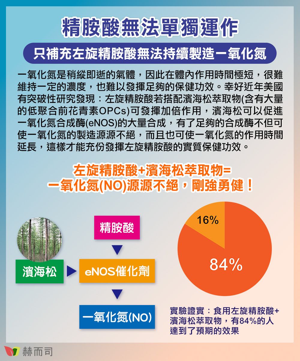 精胺酸無法單獨運作只補充左旋精胺酸無法持續製造氧化氮一氧化氮是稍縱即逝的氣體,因此在體內作用時間極短,很難維持一定的濃度,也難以發揮足夠的保健功效。幸好近年美國有突破性研究發現:左旋精胺酸若搭配濱海松萃取物(含有大量的低聚合前花青素OPCs)可發揮加倍作用,濱海松可以促進一氧化氮合成酶(eNOS)的大量合成,有了足夠的合成酶不但可使一氧化氮的製造源源不絕,而且也可使一氧化氮的作用時間延長,這樣才能充份發揮左旋精胺酸的實質保健功效。左旋精胺酸+濱海松萃取物=一氧化氮(NO)源源不絕,剛強勇健!精胺酸16%84%濱海松eNOS催化劑一氧化氮(NO)實驗證實:食用左旋精胺酸+濱海松萃取物,有84%的人達到了預期的效果赫而司