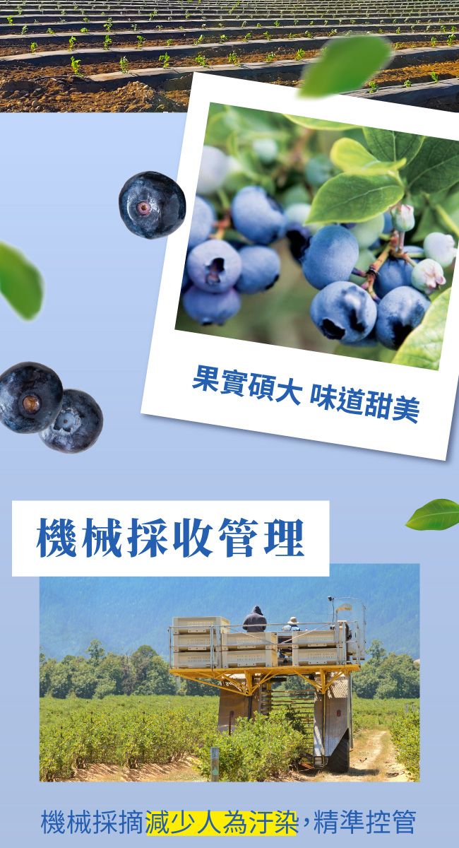 果實碩大味道甜美機械採收管理機械採摘減少人為汙染,精準控管