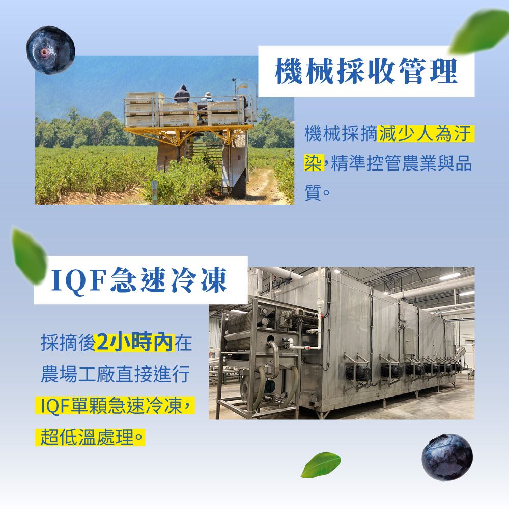 Frenature 富紐翠 加拿大A級冷凍藍莓30磅業務用(13.62kg)