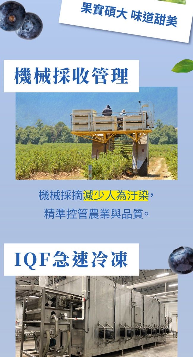 果實碩大 味道甜美機械採收管理機械採摘減少人為汙染,精準控管農業與品質。IQF急速冷凍