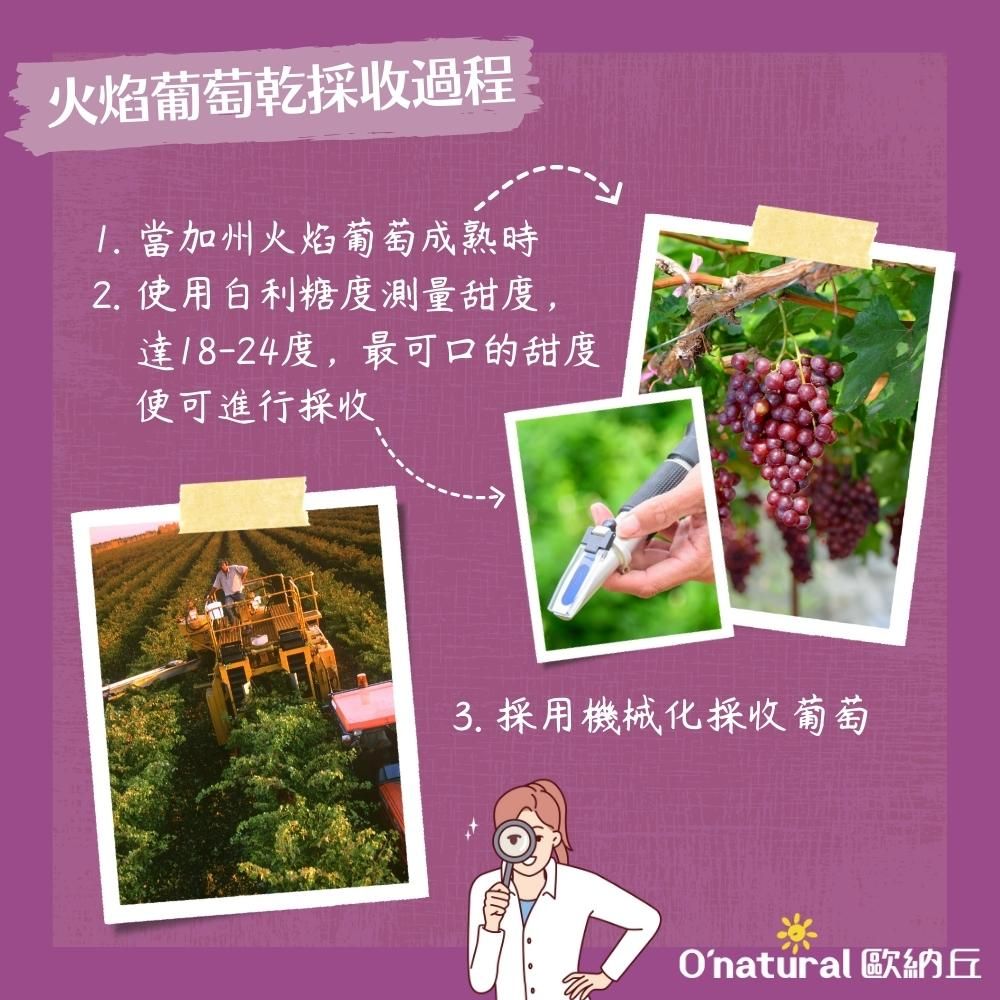 火焰葡萄乾採收過程1. 當加州火焰葡萄成熟時2. 使用白利糖度測量甜度,達18-24度,最可口的甜度便可進行採收 採用機械化採收葡萄Onatural 歐納丘