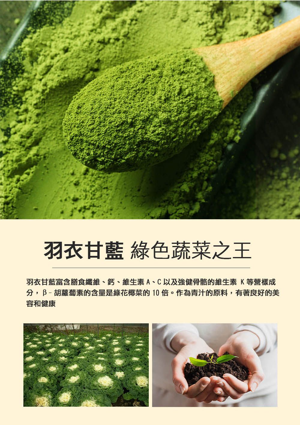 羽衣甘藍 綠色蔬菜之王羽衣甘藍富含膳食纖維、鈣、維生素A、C以及強健骨骼的維生素K等營樣成分,胡蘿蔔素的含量是綠花椰菜的 10 倍。作為青汁的原料,有著良好的美容和健康