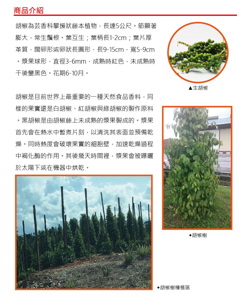 商品介紹胡椒為芸香科攀援狀藤本植物長達5公尺。節顯著膨大,常生鬚根。葉互生;葉柄長1-2cm;葉片厚革質,闊卵形或卵狀長圓形,長9-15cm, 寬5-9cm漿果球形,直徑3-6mm,成熟時紅色,未成熟時干後變黑色。花期6-10月。胡椒是目前世界上最重要的一種天然食品香料,同樣的果實還是白胡椒、紅胡椒與綠胡椒的製作原料,黑胡椒是由胡椒藤上未成熟的漿果製成的。漿果首先會在熱水中暫煮片刻,以清洗其表面並預備乾燥。同時熱度會破壞果實的細胞壁,加速乾燥過程中褐化酶的作用。其後幾天時間裡,漿果會被曝曬於太陽下或在機器中烘乾。▲生胡椒胡椒樹種植區胡椒樹