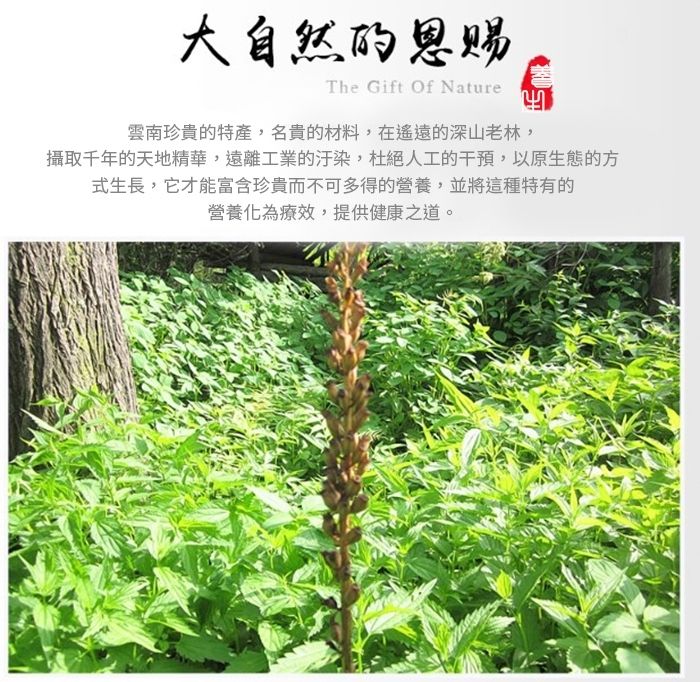 和春堂 補氣天麻養生茶 口感柔和溫順，無添加化學及香辛料，讓你放心飲用 1袋6g*10包