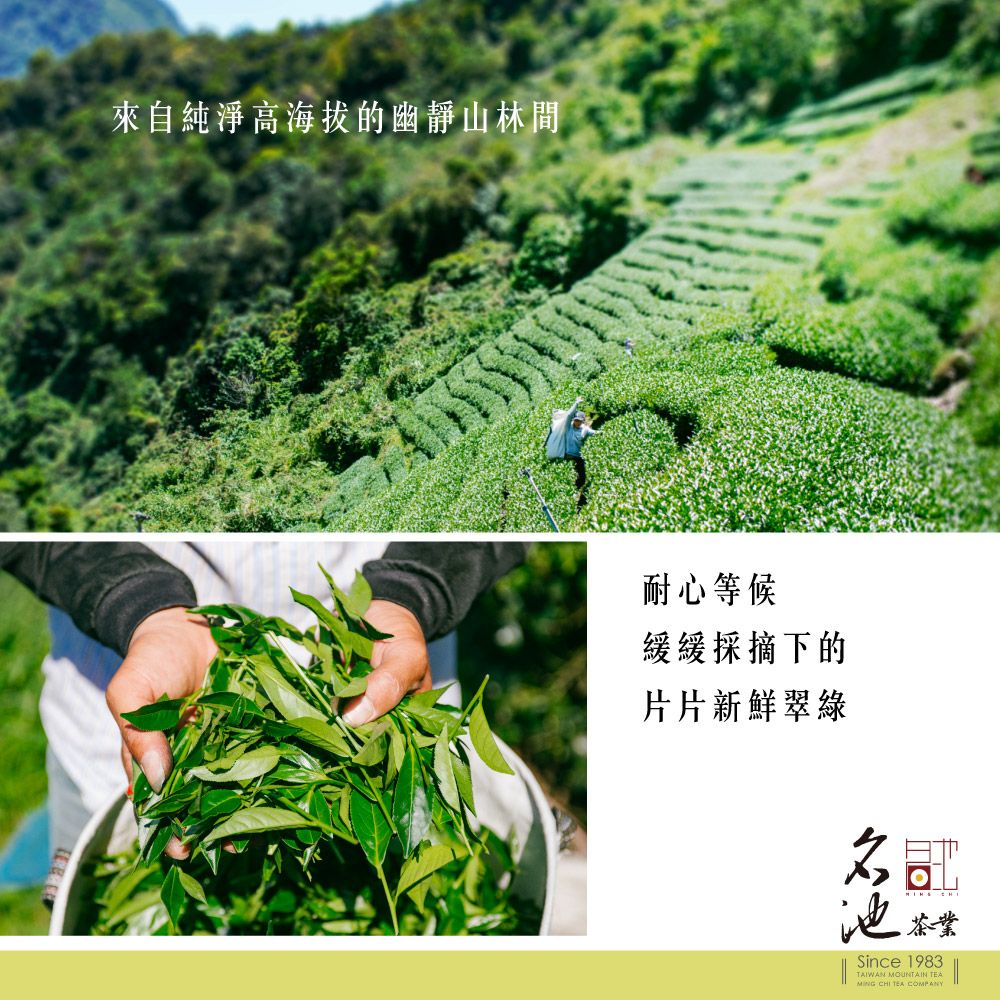 名池茶業】極品大禹嶺雲汲烏龍茶(清香型150g) - PChome 24h購物