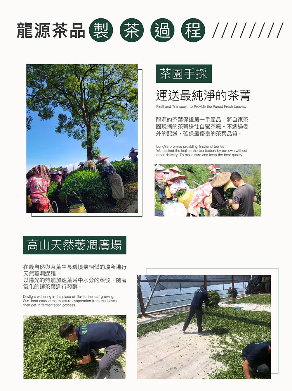 制龍源茶品 茶過程茶園手採運送最純淨的茶菁Firsthand Transport, to Provide the Purest Fresh Leaves高山天然廣場在最自然與茶葉生長環境最相似的場所進行天然萎凋過程。以陽光的熱能加速葉片中水分的蒸發,隨著氧化的讓茶葉進行發酵。Daylight withering in the place similar to the leaf growingSun-heat caused the moisture evaporation from tea leaves,then get in fermentation process龍源的茶葉保證第一手產品,將自家茶園現摘的茶菁送往自營茶廠。不透過委外的配送,確保最優良的茶葉品質。LongYa promise providing firsthand tea leafWe packed the leaf to the tea factory by our own withoutother delivery To make sure and keep the best quality.