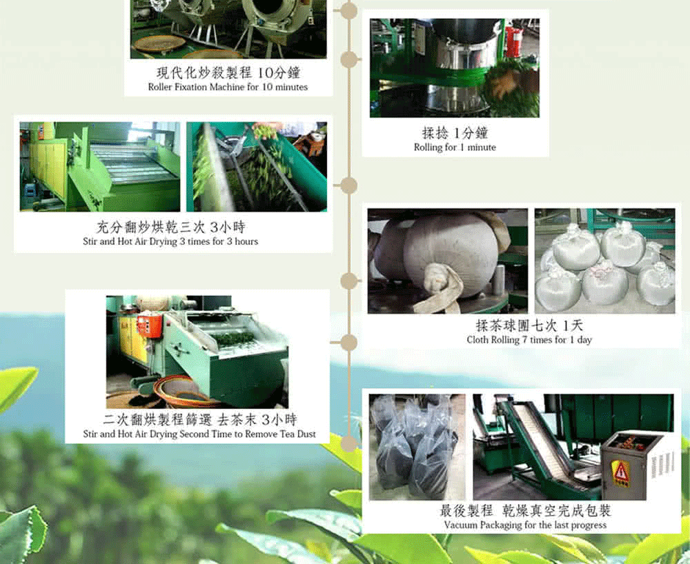 現代化炒殺製程0分鐘Roller Fixation Machine for 0 minutes充分翻炒烘乾三次3小時Stir and Hot Air Drying 3 times for 3 hours二次翻烘製程篩選去茶末3小時Stir and Hot Air Drying Second Time to Remove Tea Dust揉捻1分鐘Rolling for 1 minute揉茶球團七次1天Cloth Rolling 7 times for 1 day最後製程 乾燥真空完成包裝Vacuum Packaging for the last progress