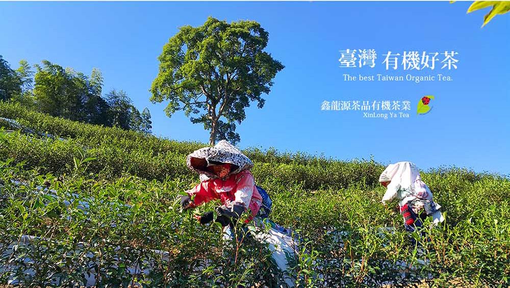 臺灣 有機好茶The best Taiwan Organic .鑫龍源茶品有機茶業XinLong Ya Tea