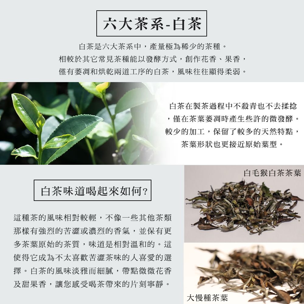 京盛宇 珍稀大慢種白茶-30g品味罐裝茶葉(白茶/100%台灣茶葉)