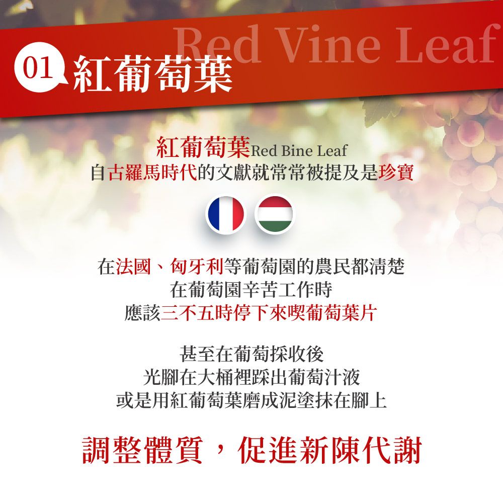 Red Vine Leaf 紅葡萄葉紅葡萄葉Red Bine Leaf自古羅馬時代的文獻就常常被提及是珍寶在法國、匈牙利等葡萄園的農民都清楚在葡萄園辛苦工作時應該三不五時停下來喫葡萄葉片甚至在葡萄採收後光腳在大桶裡踩出葡萄汁液或是用紅葡萄葉磨成泥塗抹在腳上調整體質,促進新陳代謝