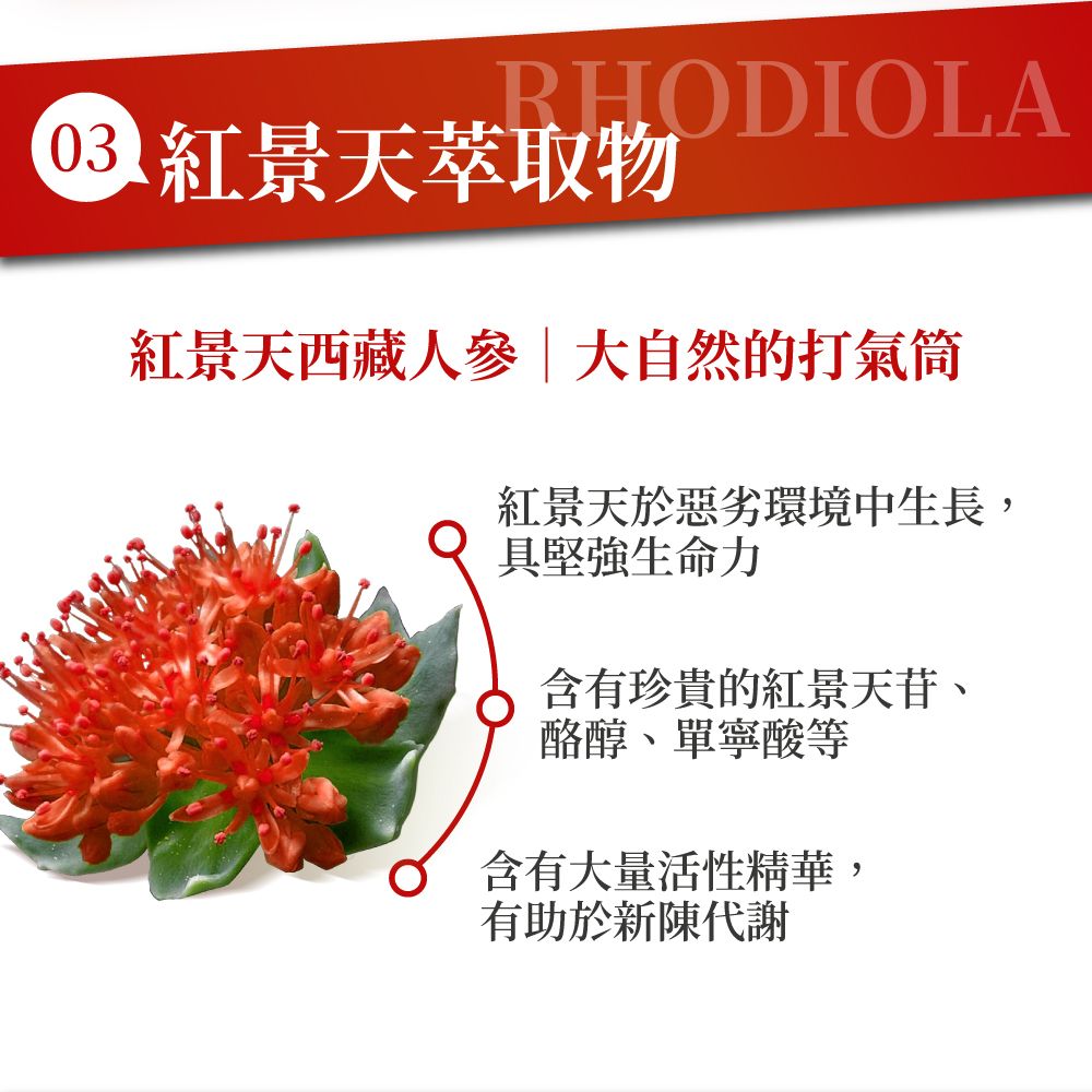 03RHODIOLA 紅景天萃取物紅景天西藏 大自然的打氣筒紅景天於惡劣環境中生長,生命力含有珍貴的紅景天苷、酪醇、單寧酸等含有大量活性精華,有助於新陳代謝