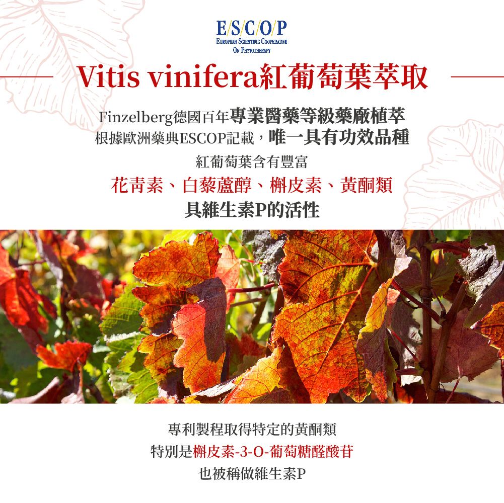 ESCOPEUROPEAN SCIENTIFIC  PHYTOTHERAPYVitis vinifera紅葡萄葉萃取Finzelberg德國百年專業醫藥等級藥廠植萃根據歐洲藥典ESCOP記載,唯一具有功效品種紅葡萄葉含有豐富花青素、白藜蘆醇、槲皮素、黃酮類具維生素P的活性專利製程取得特定的黃酮類特別是槲皮素-3-O-葡萄糖醛酸苷也被稱做維生素P