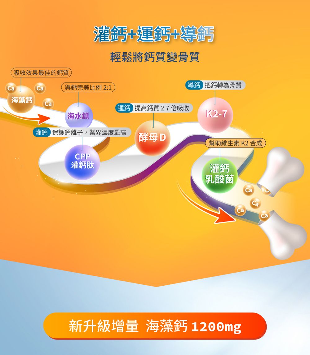 吸收效果最佳的質++導鈣輕鬆將鈣質變骨質Ca與鈣完美比例2:1鈣把鈣轉為骨質海藻鈣Ca運鈣 提高鈣質2.7 倍吸收海水鎂1K2-7鈣 保護鈣離子,業界濃度最高酵母 D幫助維生素K2 合成CPP灌鈣肽灌鈣乳酸菌新升級增量 海藻鈣 1200mg