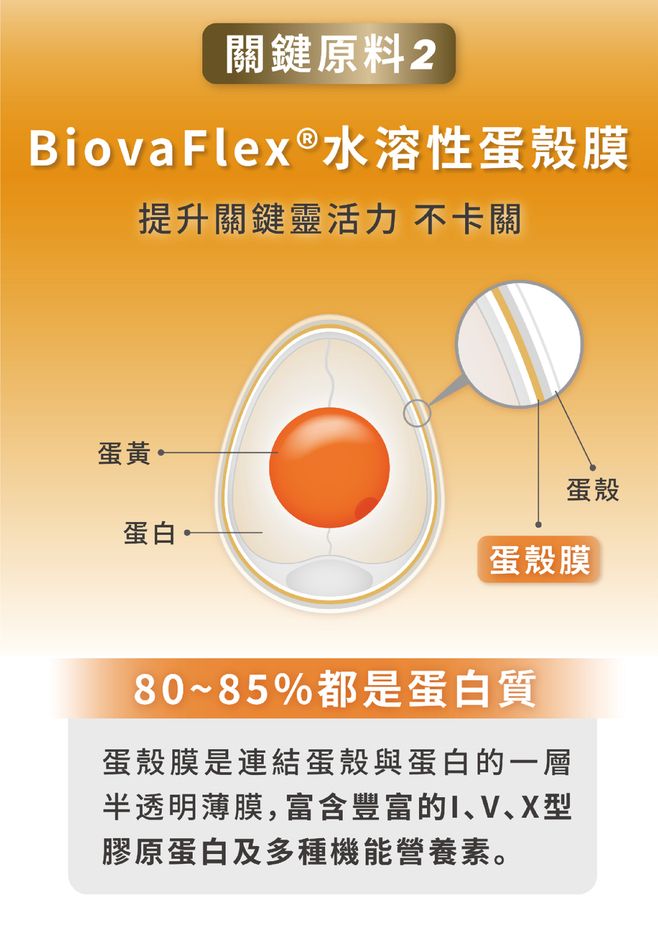 關鍵原料2BiovaFlex®水溶性蛋殼膜提升關鍵靈活力 不卡關蛋黃蛋白蛋殼蛋殼膜80~85%都是蛋白質蛋殼膜是連結蛋殼與蛋白的一層半透明薄膜,富含豐富的、V、X型膠原蛋白及多種機能營養素。