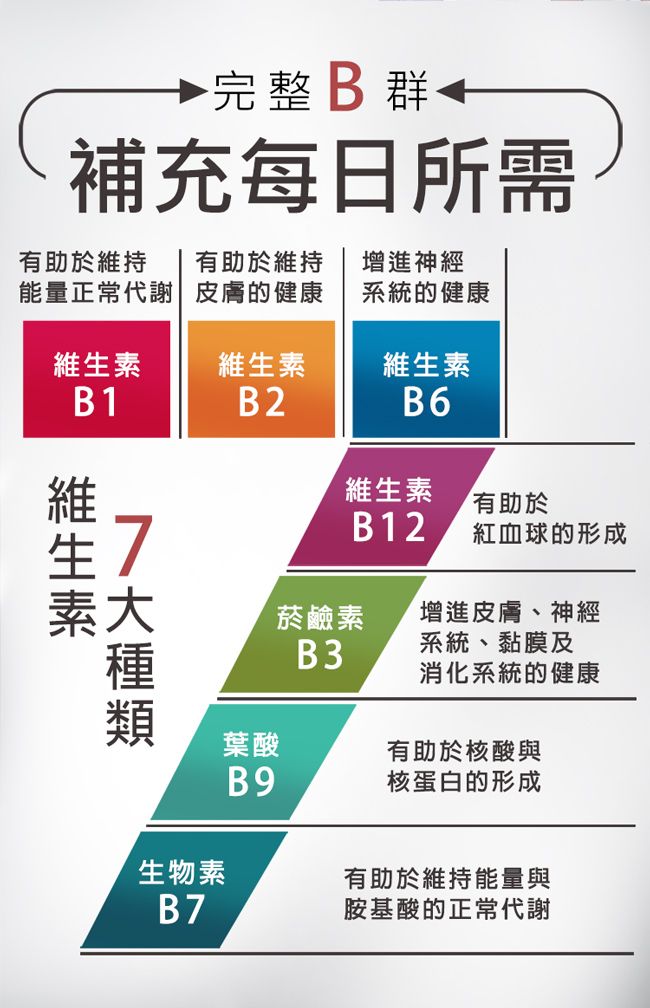 完整B群←補充每日所需有助於維持能量正常代謝有助於維持皮膚的健康增進神經系統的健康維生素維生素B 1B2B6維生素維生素有助於B12紅血球的形成素大菸鹼素增進皮膚、神經B3系統、黏膜及消化系統的健康葉酸有助於核酸與B9核蛋白的形成生物素有助於維持能量與B7胺基酸的正常代謝