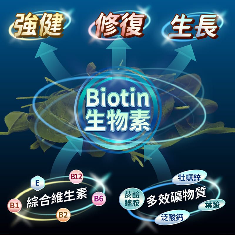 強健 修復生長Biotin生物素EB12 綜合維生素B1B2牡蠣鋅B6菸鹼 效礦物質葉酸泛酸鈣