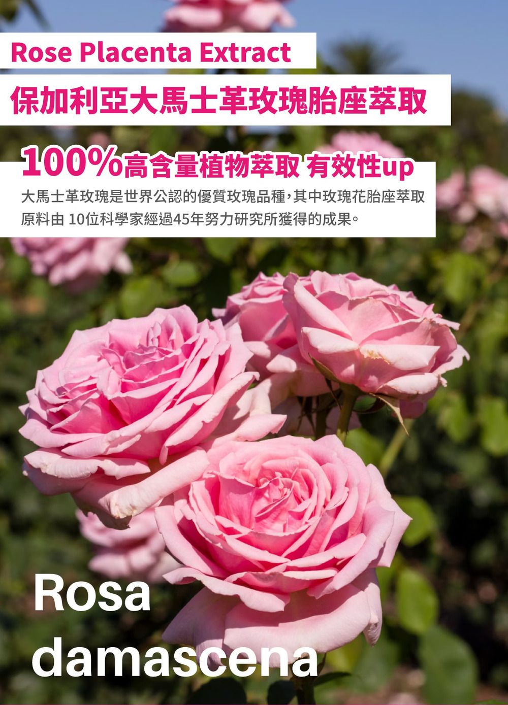 Rose Placenta Extract保加利亞大馬士革玫瑰胎座萃取0%含量植物萃取有效性大馬士革玫瑰是世界公認的優質玫瑰品種,其中玫瑰花胎座萃取原料 10位科學家經過45年努力研究所獲得的成果。Rosadamascena