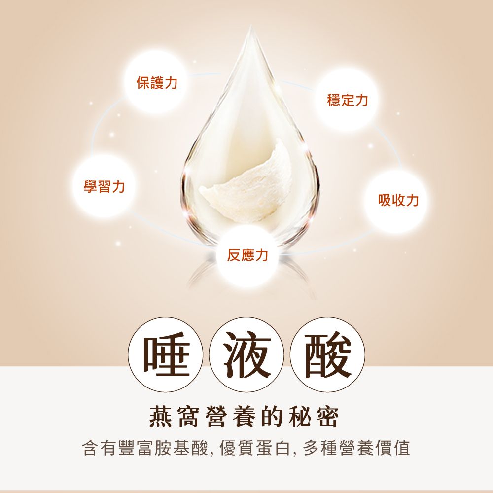 學習力保護力反應力穩定力吸收力唾液酸燕窩營養的秘密含有豐富胺基酸,優質蛋白,多種營養價值