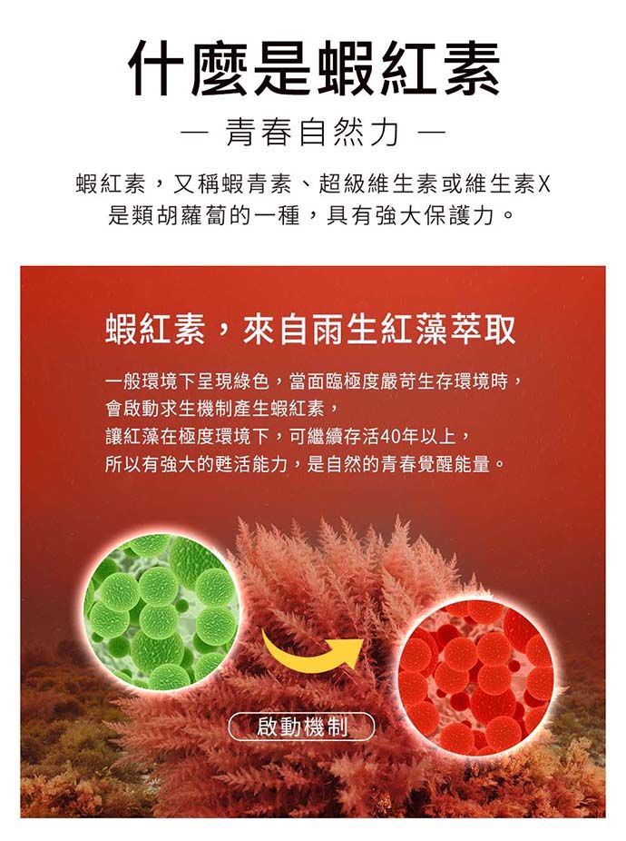 什麼是蝦紅素 青春自然力 蝦紅素,又稱蝦青素、超級維生素或維生素X是類胡蘿蔔的一種,具有強大保護力。蝦紅素,來自雨生紅藻萃取一般環境下呈現綠色,當面臨極度嚴苛生存環境時,會啟動求生機制產生蝦紅素,讓紅藻在極度環境下,可繼續存活40年以上,所以有強大的甦活能力,是自然的青春覺醒能量。啟動機制