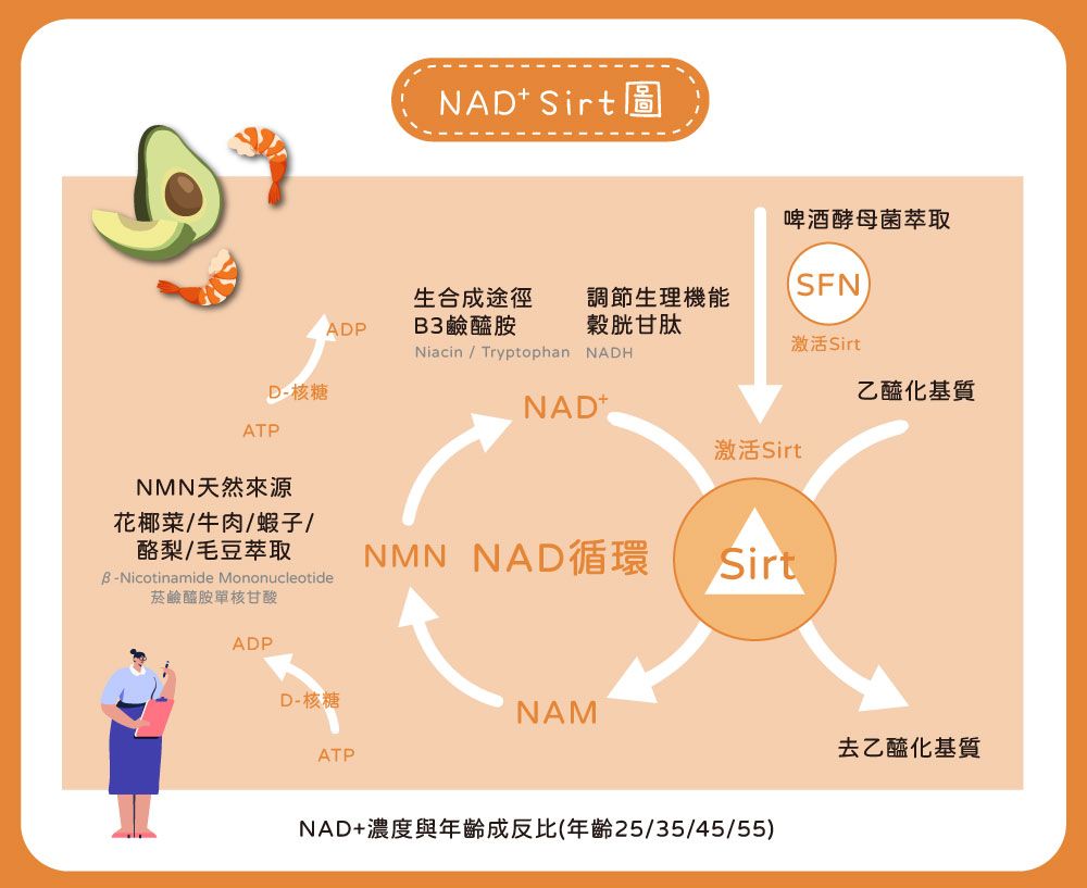 D核糖ATPNMN天然來源NAD Sirt圖啤酒酵母菌萃取生合成途徑調節生理機能SFNADP3鹼醯胺穀胱甘肽激活SirtNiacin Tryptophan NADH乙醯化基質NAD+激活Sirt花椰菜/牛肉/蝦子/酪梨/毛豆萃取B-Nicotinamide Mononucleotide菸鹼醯胺單核甘酸NMN NAD循環ADPD-核糖NAMATPSirtNAD+濃度與年齡成反比(年齡25/35/45/55)去乙醯化基質