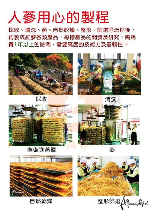人蔘用心的製程採收、清洗、蒸、自然乾燥、整形、篩選等流程後,再製成紅蔘各類產品,每樣產品的開發及研究,需耗費1年以上的時間,需要高度的技術力及信賴性。採收清洗準備進蒸籠蒸自然乾燥整形篩選