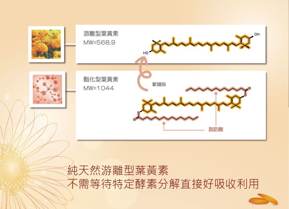 游離型葉黃素MW=568.9HO酯化型葉黃素斷鏈酶MW=1044脂肪酸OH純天然游離型葉黃素不需等待特定酵素分解直接好吸收利用