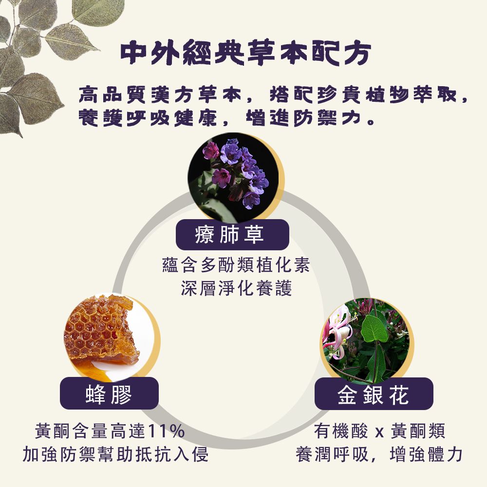  本善 SHAN 療肺草枇杷養潤菓-吃出防禦力 ,輕鬆打造防護罩