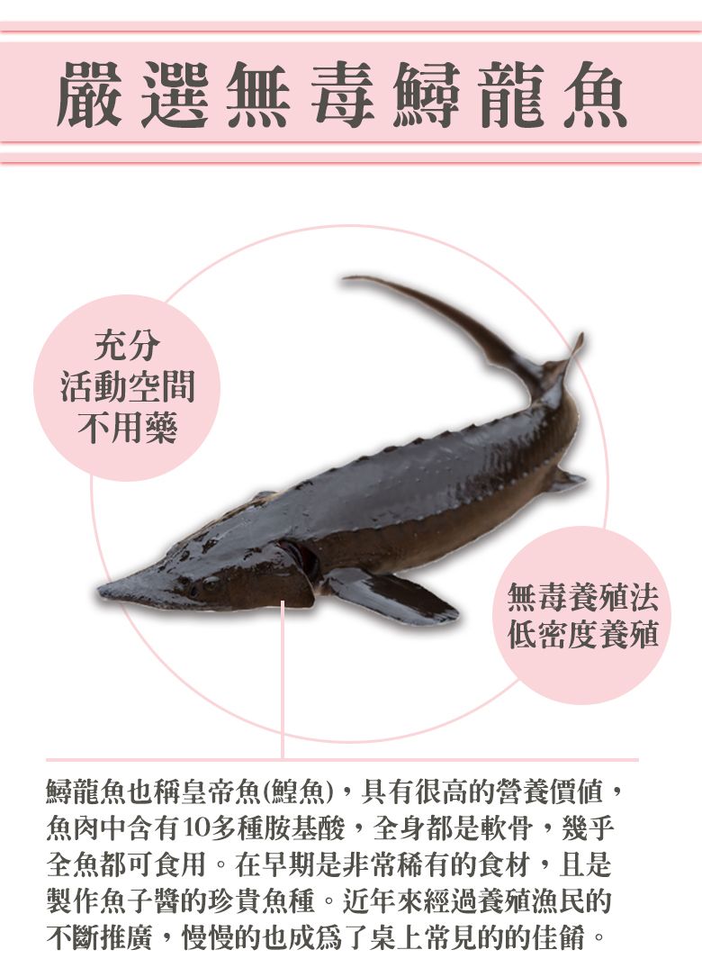 嚴選無毒鱘龍魚充分活動空間不用藥無毒養殖低密度養殖鱘龍魚也稱皇帝魚(鰉魚),具有很高的營養價值,魚肉中含有10多種胺基酸,全身都是軟骨,幾乎全魚都可食用。在早期是非常稀有的食材,且是製作魚子醬的珍貴魚種。近年來經過養殖漁民的不斷推廣,慢慢的也成為了桌上常見的的佳餚。